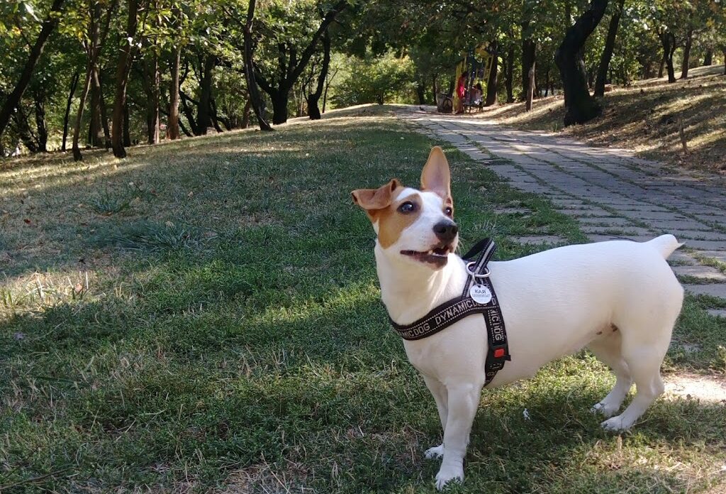 Парк Робов Дол